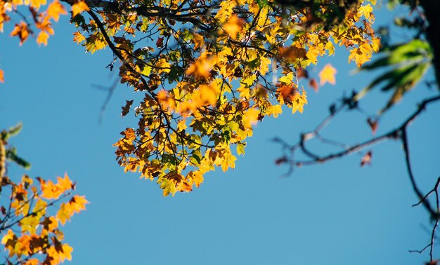Leaf on blue sky