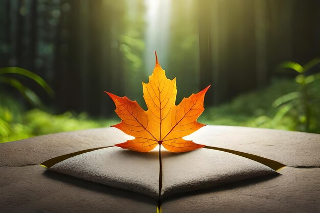 a leaf on a book with the sun behind it