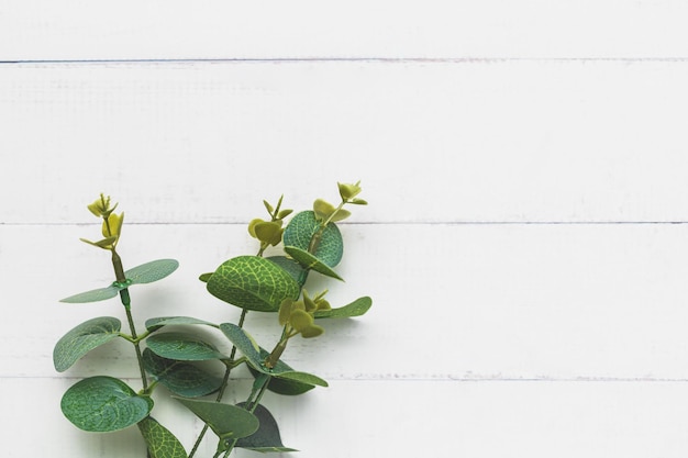 Foto bouquet di foglie su sfondo bianco per la decorazione della natura e il concetto di primavera