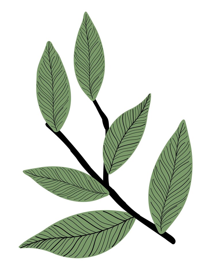 Photo 葉の枝 png スティッカー 美学的な植物学的なドゥードル 透明な背景