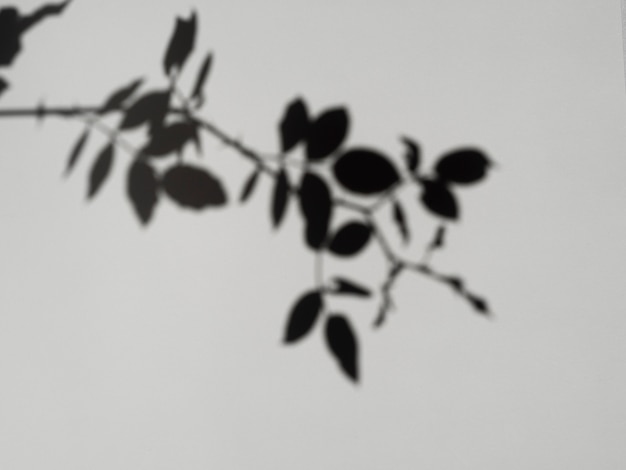 leaf branch shadow on a grey background