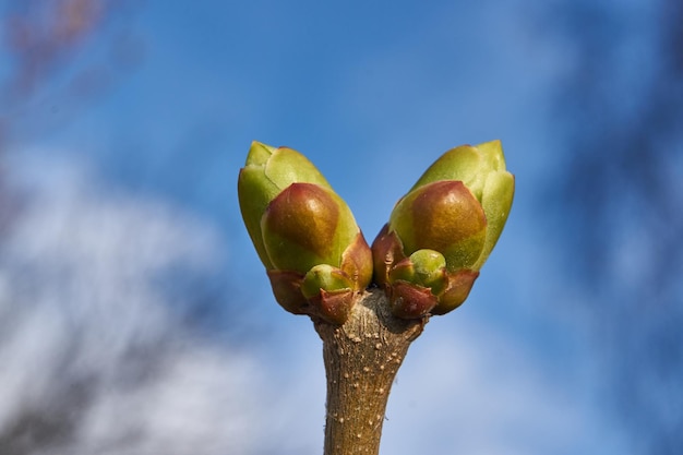 The leaf buds of lilacs blossom and young leaves appear Spring