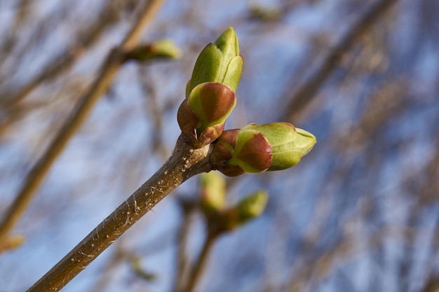 Photo the leaf buds of lilacs blossom and young leaves appear spring