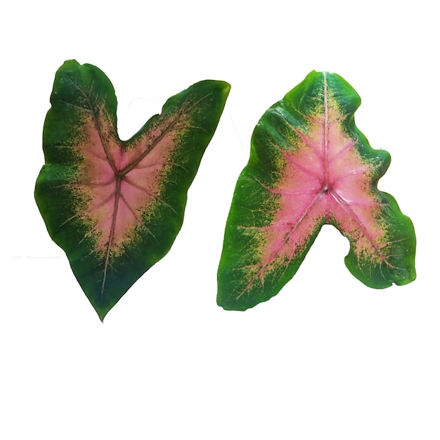 Leaf caladium design element on isolated