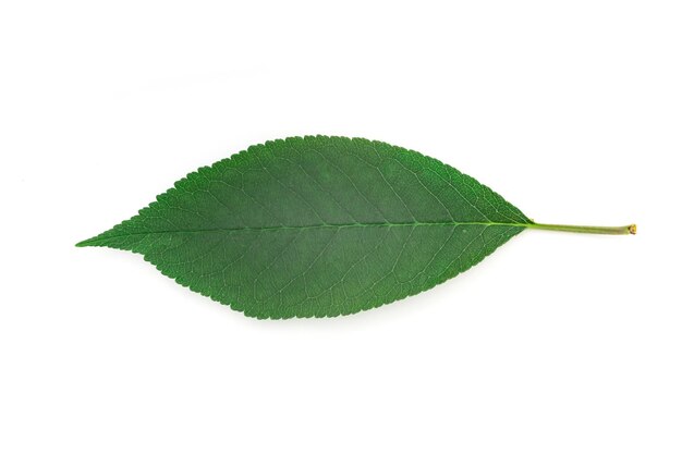 Leaf of cherry isolated on white background