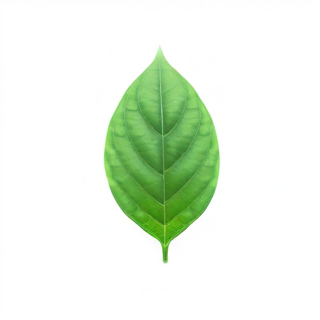 лист чили, изолированные на белом фоне зеленый перец листья узор