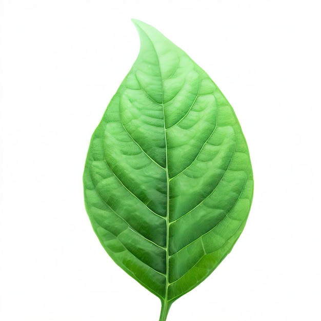 leaf chili isolated on white background Green of pepper leaves pattern