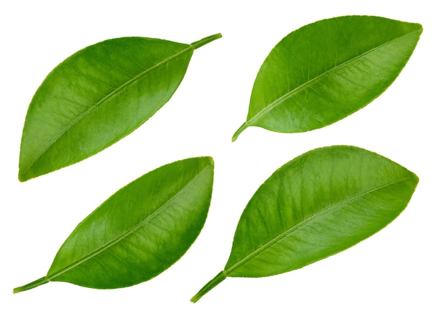 Фото Лист цитрусовых с обтравочный контур, изолированные на белом фоне. сбор листьев. листья макро фото