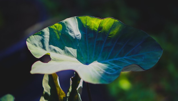 녹색 colocasia 배경의 잎을 닫습니다