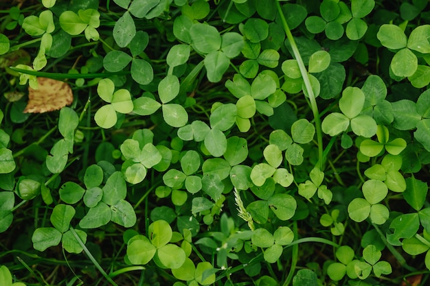 Leaf clover green background