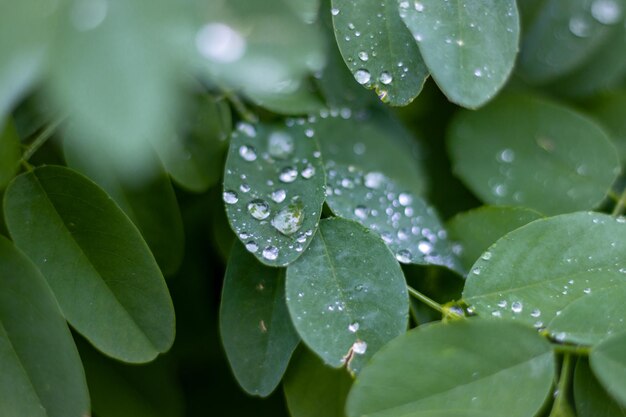 물방울이 맺힌 클로버 잎