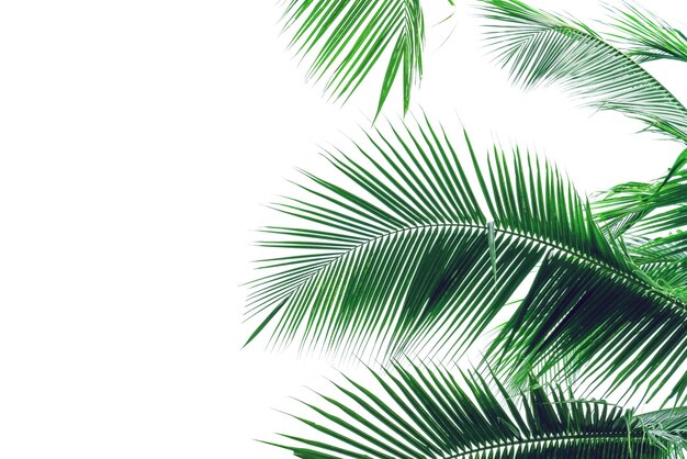 leaf coconut tree isolated on white backgroundGreen leaves pattern