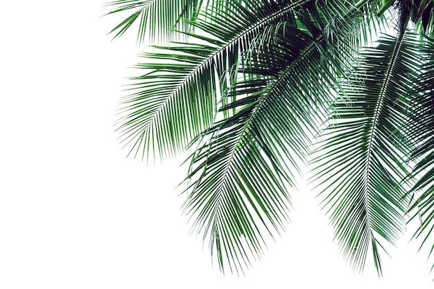 leaf coconut tree isolated on white backgroundGreen leaves pattern