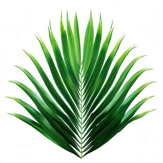 leaf coconut tree isolated on white backgroundGreen leaves pattern