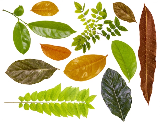 Leaf color leaf macro decoration.