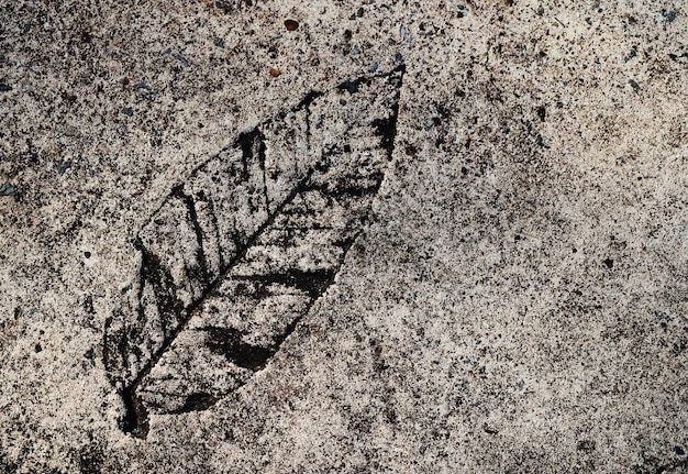 A leaf on a concrete surface is shown in black and white.