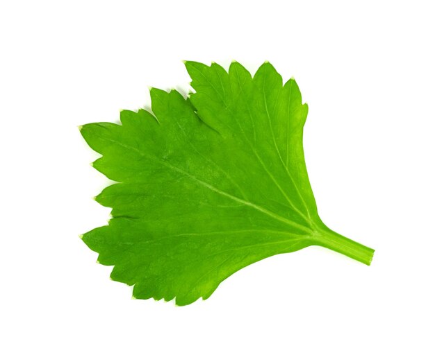 Photo leaf coriander or cilantro isolated on white background green leaves pattern