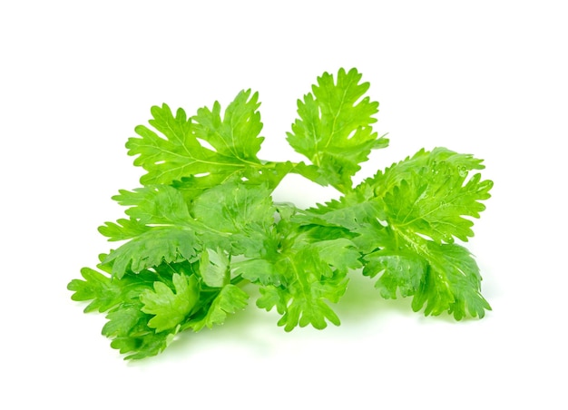 leaf Coriander or Cilantro isolated on white background Green leaves pattern