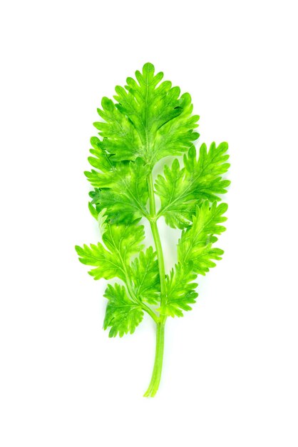 Лист кориандра или цилантро изолирован на белом фоне Зелёный рисунок листьев