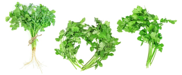 Photo leaf coriander or cilantro set isolated on white background green leaves pattern