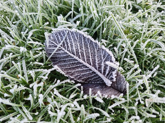 A leaf covered in frost sits on the grass