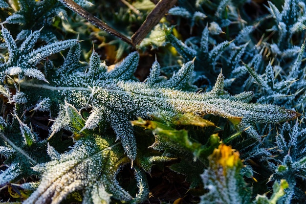 Leaf covered with a hoarfrost on autumn