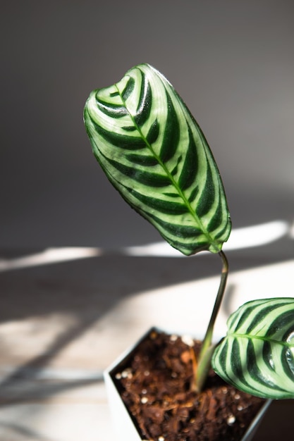 잎 Ctenanthe burlemarxii는 그림자가 있는 밝은 햇빛 아래 창턱에 근접 촬영 화분에 심은 집 식물 녹색 가정 장식 관리 및 재배 마란타세아 다양한 Calathea 복사 공간