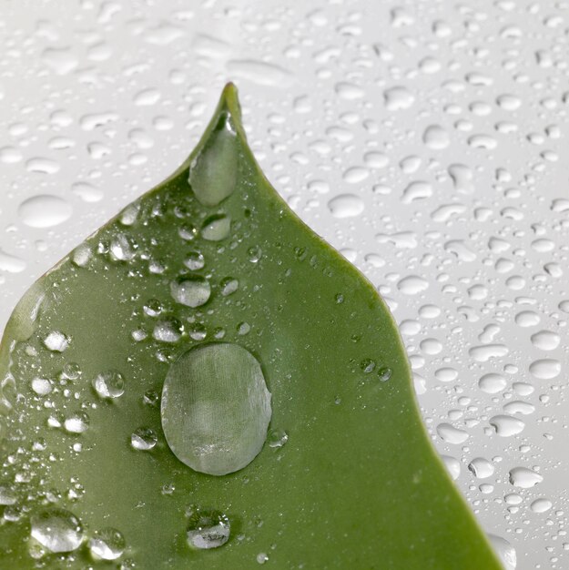 Photo leaf and drops