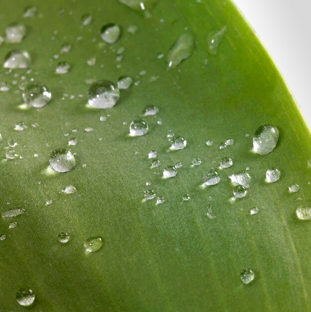 Photo leaf and drops