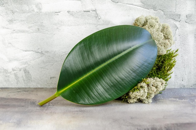 Leaf Elastic ficus forest moss on concrete background space for text template for eco products