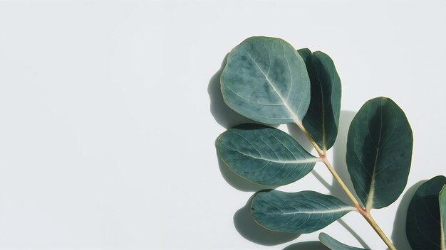 Leaf of eucalyptus in front of white