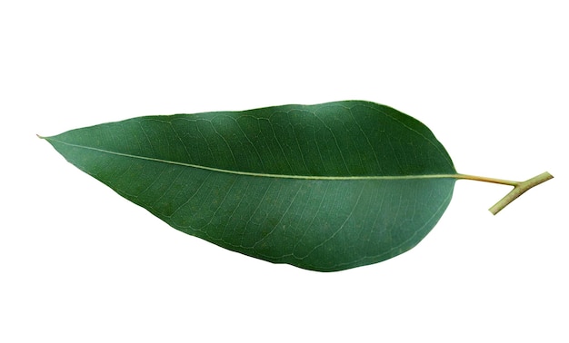 Leaf of eucalyptus leaves isolated on white background