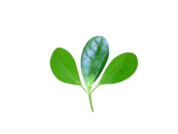 Leaf extracts of the Scyphiphora hydrophylacea or Scyphiphora is used in traditional medicine