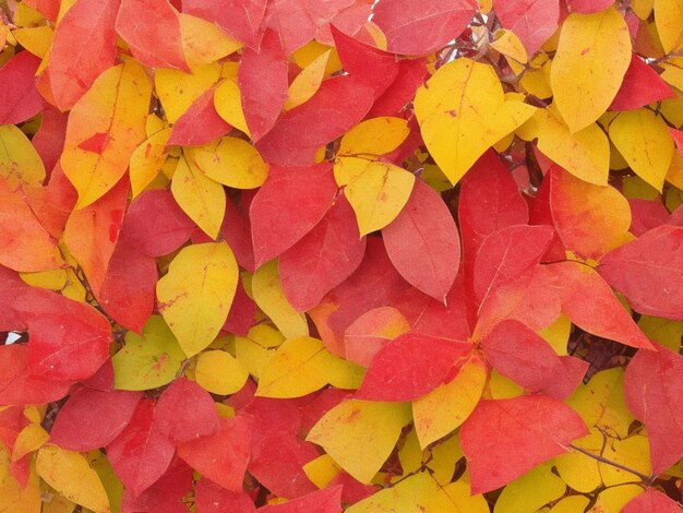 Photo leaf fall autumn background autumn wallpaper vibrant color