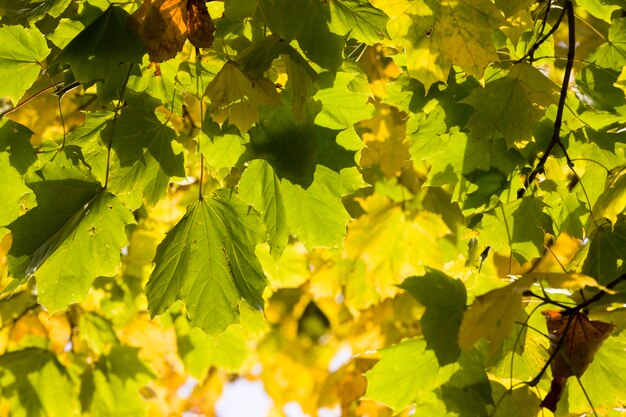 Leaf fall in the forest, part of the foliage hanging on the trees at the beginning of the autumn season, details of the trees in the forest