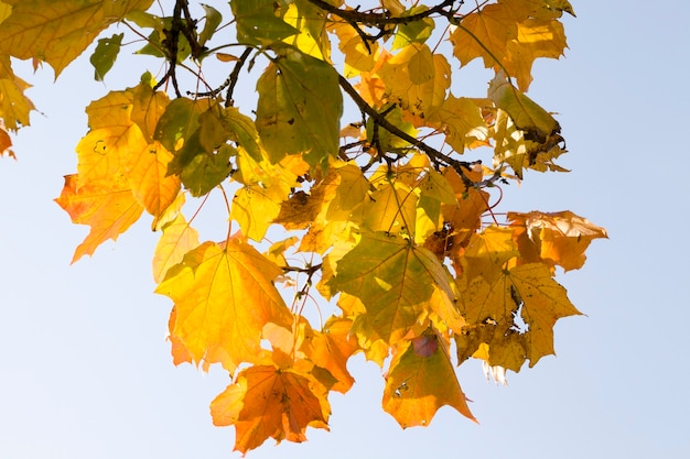 Leaf fall in the forest, part of the foliage hanging on the trees at the beginning of the autumn season, details of the trees in the forest