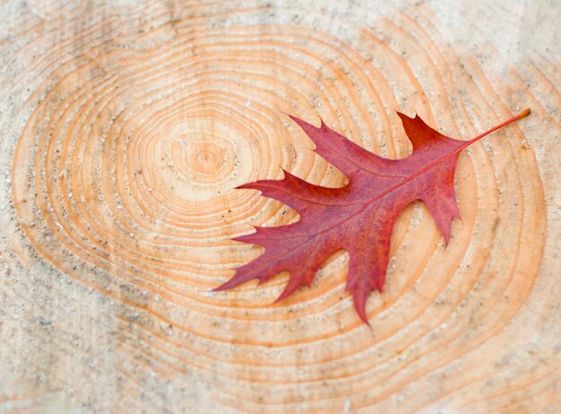 Photo leaf fall maple crimson leaf on the background of a cut of a fresh felled tree