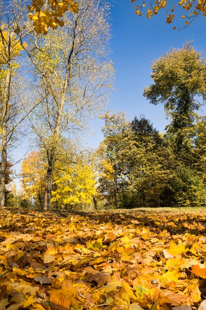 Caduta delle foglie in natura