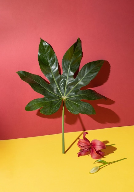 빨간색과 파스텔 노란색 바탕에 fatsia japonica의 잎 최소 자연 구성
