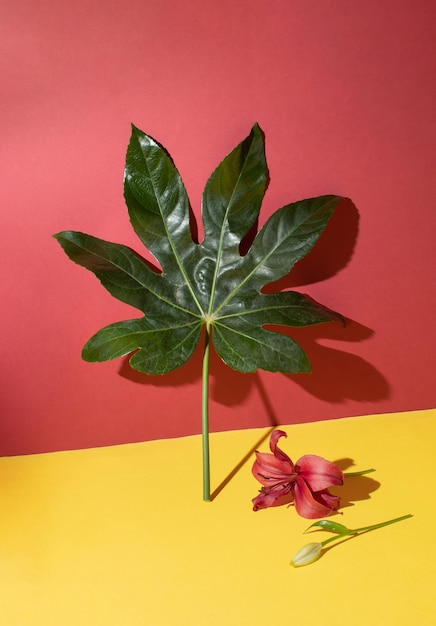 Foto foglia di fatsia japonica su sfondo rosso e giallo pastello composizione minima della natura