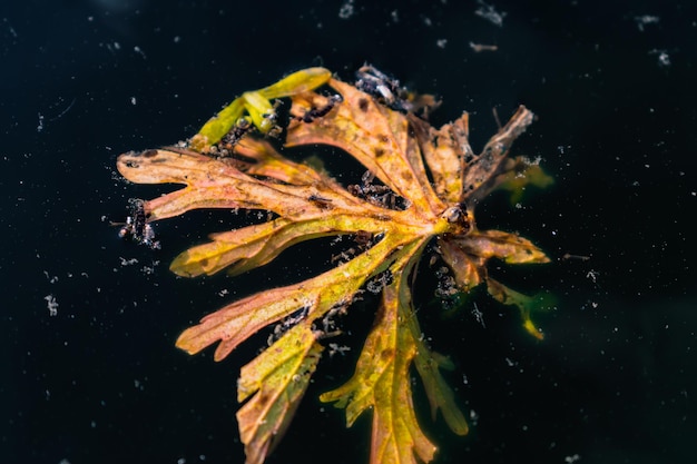 暗い水に浮かぶ葉とたくさんの虫