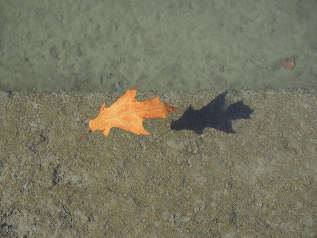 Leaf floating on water over concrete