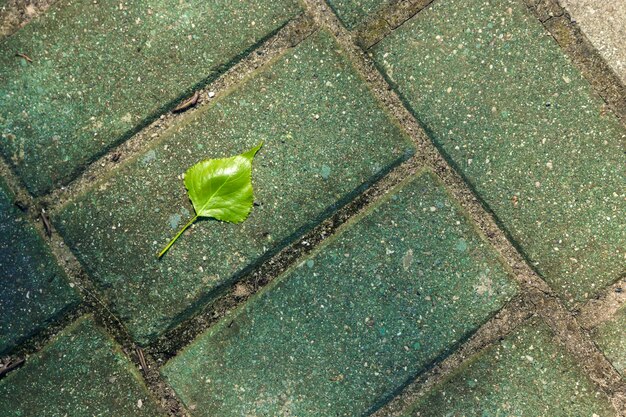 leaf on the floor