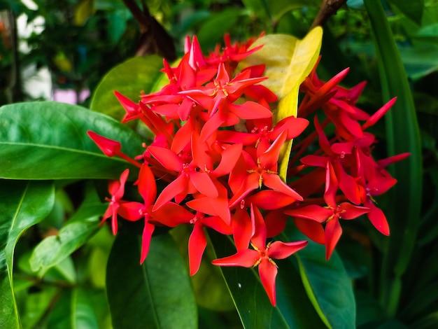 leaf and flower photo for natural background