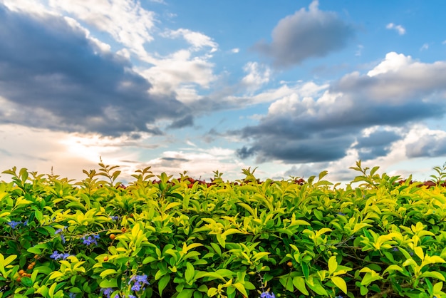 Leaf and flower with cloud sky copy space