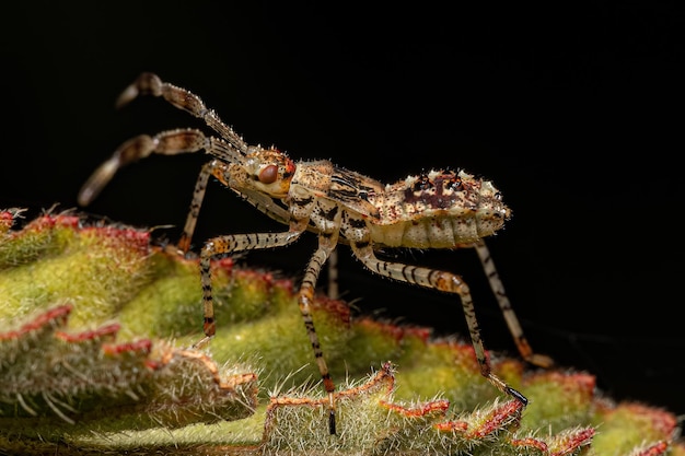 Photo leaf footed bug nymph