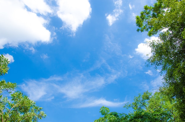 Photo leaf frame on blue sky background