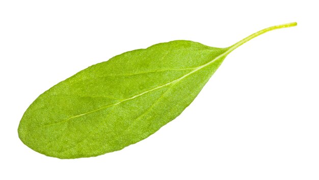 Leaf of fresh marjoram Origanum majorana plant