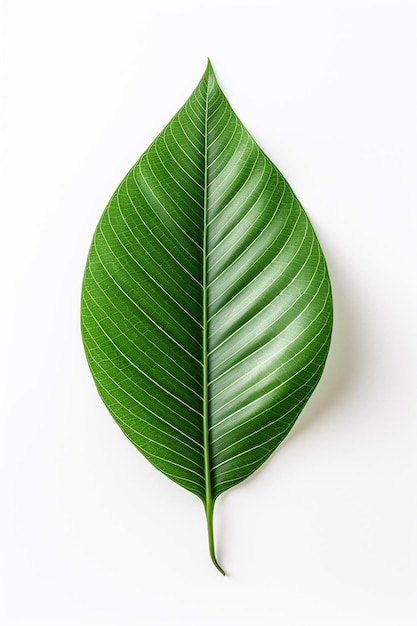 A leaf from the banana leaf