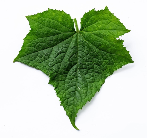 A leaf from the leaf of a grape leaf